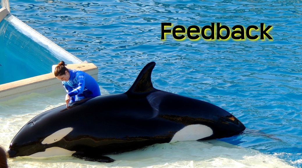 Whale getting feedback